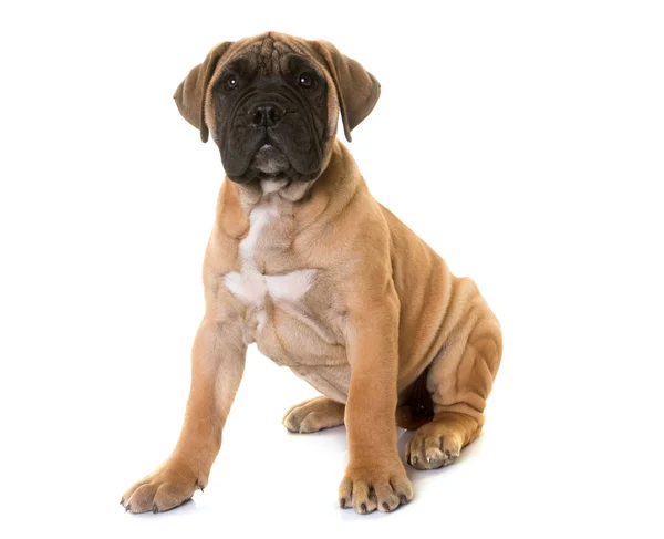 Pup-bull mastiff — Stockfoto