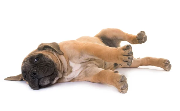 Puppy bull mastiff — Stock Photo, Image