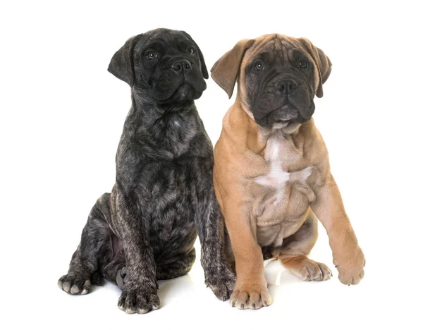 Pup-bull mastiff — Stockfoto