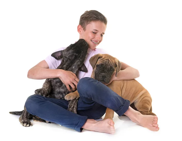 Cachorro toro mastín y niño — Foto de Stock