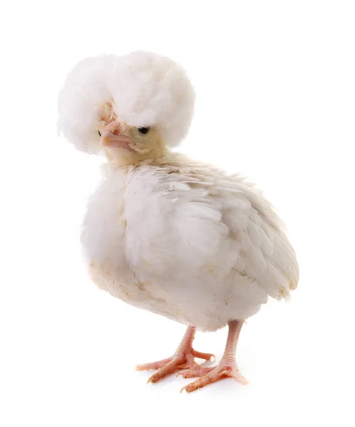 Jeune poulet Padovana — Photo