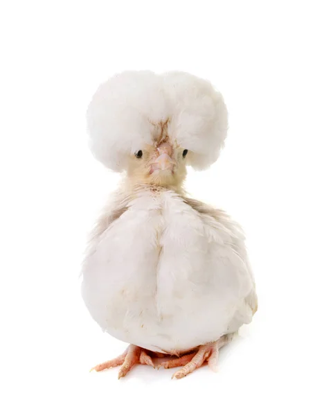 Молодая курица Падована — стоковое фото
