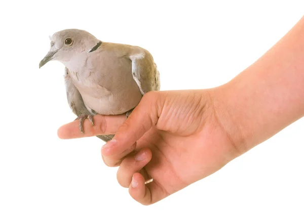 Euroasijských límečkem holubice — Stock fotografie