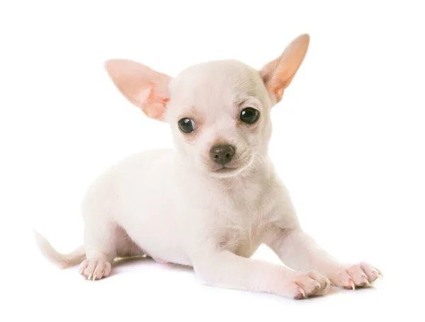 Cachorro chihuahua blanco —  Fotos de Stock