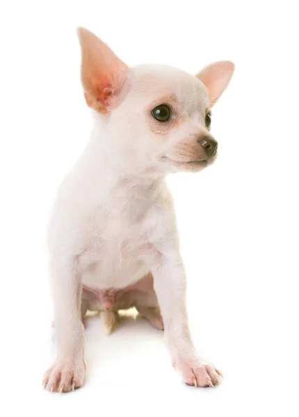 Chihuahua puppy wit — Stockfoto