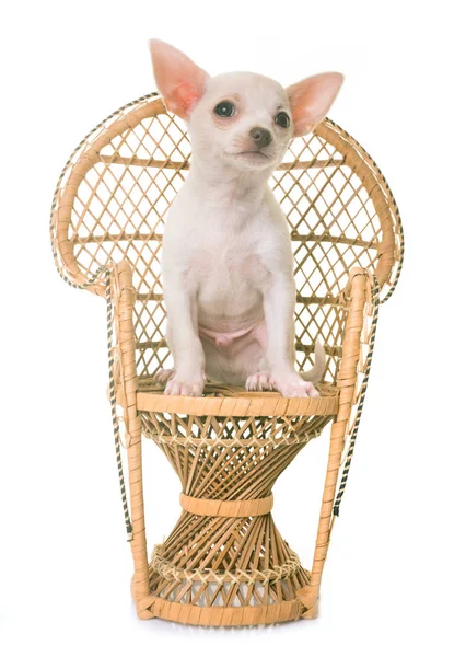 Kiskutya, fehér Csivava szék — Stock Fotó