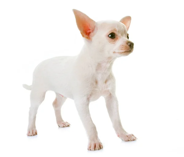 Cachorro chihuahua blanco —  Fotos de Stock