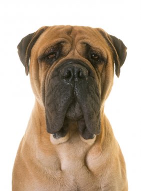 köpek bull mastiff