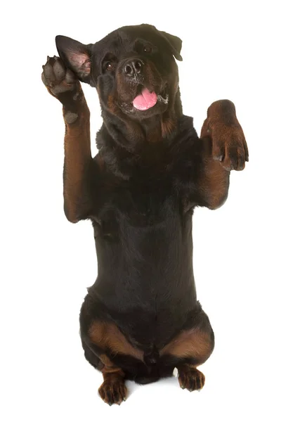 Rottweiler wstawania — Zdjęcie stockowe