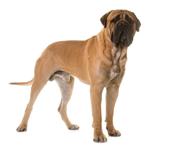 Pup-bull mastiff — Stockfoto