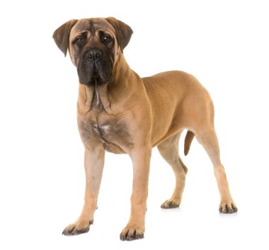 köpek bull mastiff