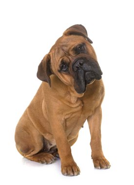 köpek bull mastiff