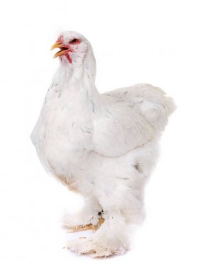 brahma chicken in studio clipart