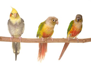 petsupplies ve yeşil yanaklı muhabbet kuşu