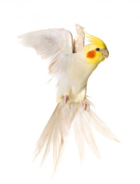 Studio uçan petsupplies