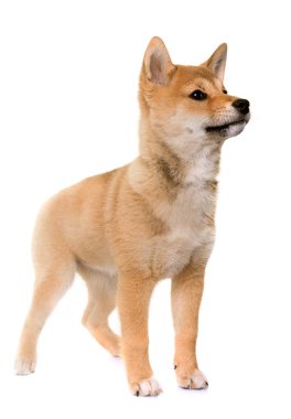 köpek yavrusu shiba Inu