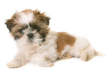 Shih tzu yavrusu