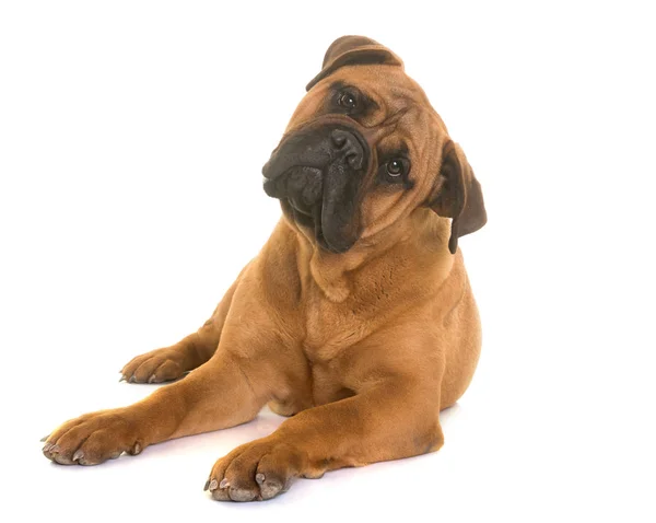 Valp bull mastiff — Stockfoto