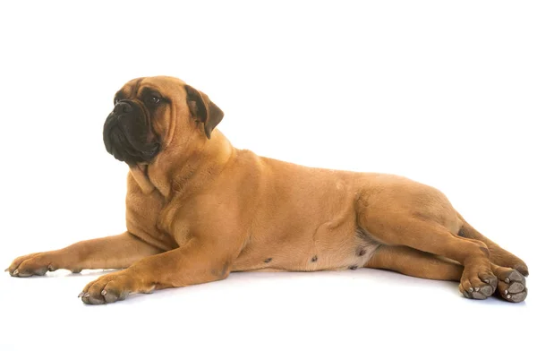 Köpek bull mastiff — Stok fotoğraf