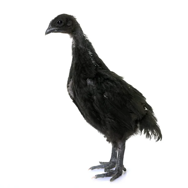 Pulcino ayam cemani — Foto Stock