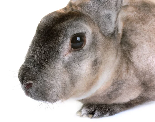 Zibeline 獭兔 — 图库照片