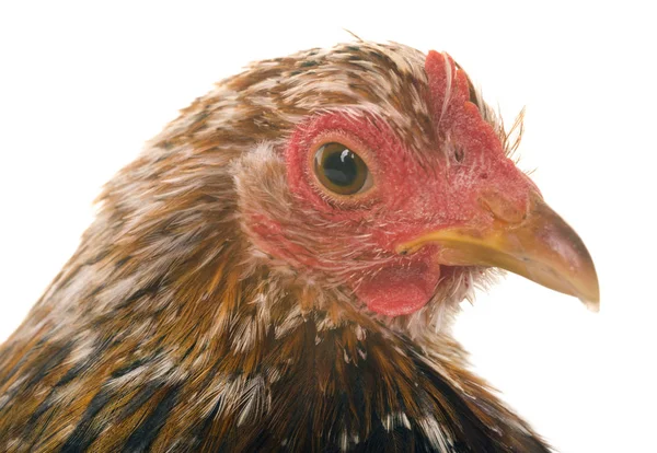 Pekin Chicken im Atelier — Stockfoto