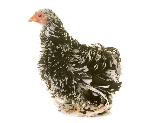Pekin chicken in studio — Stock Photo, Image