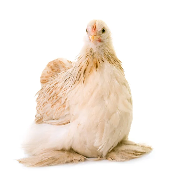Pekin chicken in studio — Stock Photo, Image