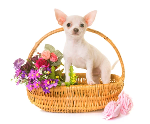 Beyaz köpek chihuahua — Stok fotoğraf