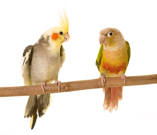 Cockatiel and Green-cheeked parakeet — Stock Photo, Image