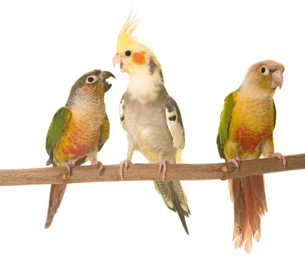 Cockatiel and Green-cheeked parakeet — Stock Photo, Image