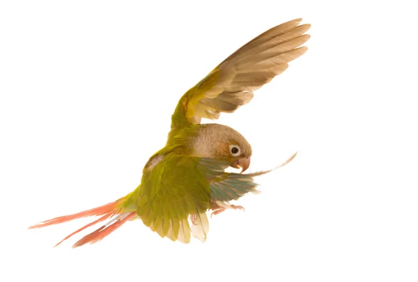 Green-cheeked parakeet in studio — Stock Photo, Image