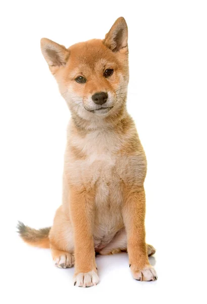 Köpek yavrusu shiba Inu — Stok fotoğraf