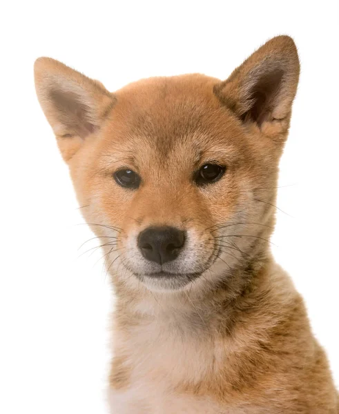 Cachorro shiba inu — Fotografia de Stock