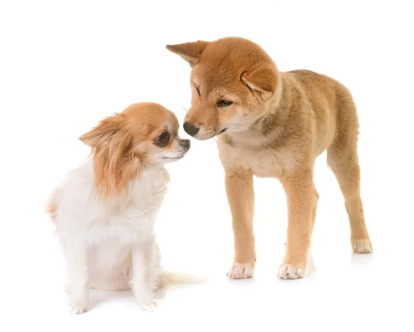 Štěně shiba inu a čivava — Stock fotografie