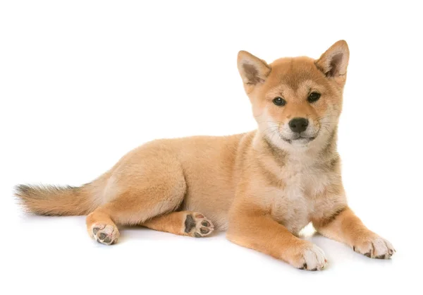 Cachorro shiba inu —  Fotos de Stock