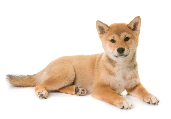 Cachorro shiba inu — Fotografia de Stock