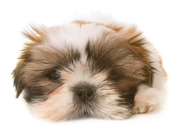 Shih tzu puppy — Stock Photo, Image