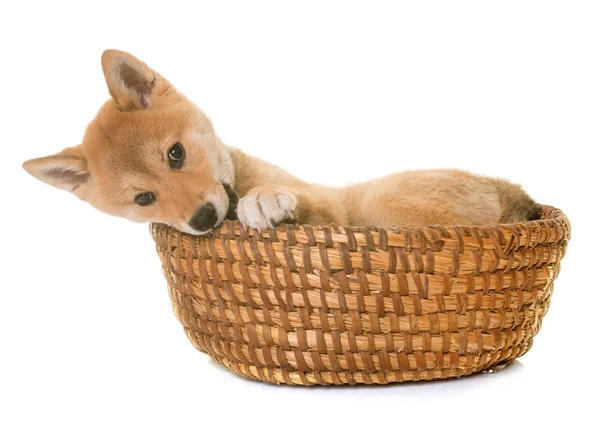 柴犬写真素材 ロイヤリティフリー柴犬画像 Depositphotos