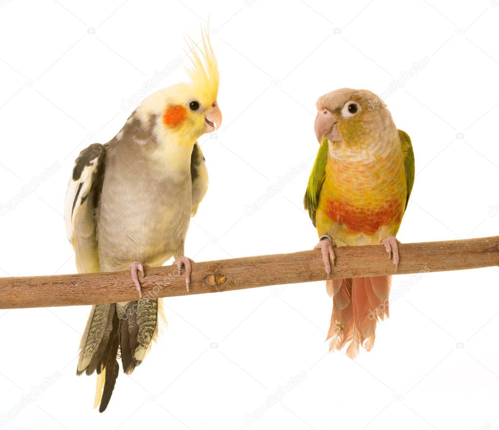 cockatiel and Green-cheeked parakeet