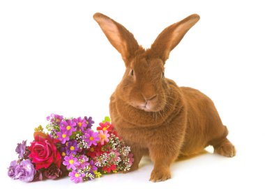 Fauve de Bourgogne rabbit