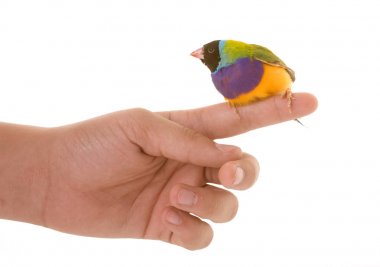 Gouldian finch Studio
