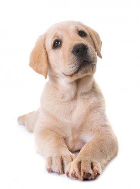 köpek yavrusu labrador geri almak