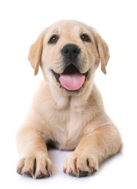 köpek yavrusu labrador geri almak