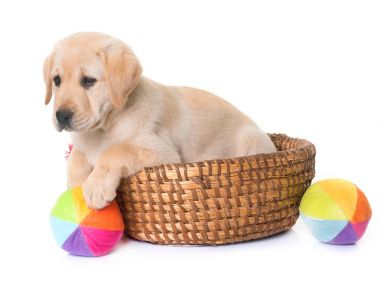 köpek yavrusu labrador geri almak