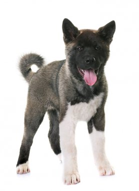 Amerikan akita köpek yavrusu
