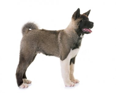 Amerikan akita köpek yavrusu