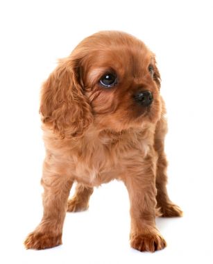 Yavru süvari Kral Charles