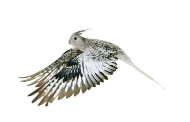 uçan gri petsupplies