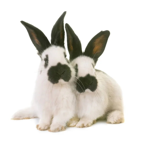 Young Checkered Giant rabbits — Stock Photo, Image